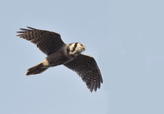 SPERBEREULE, HAWK OWL, SURNIA ULULA