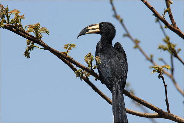 ELSTERTOKO, AFRICAN PIED HORNBILL ,TOCKUS FASCIATUS