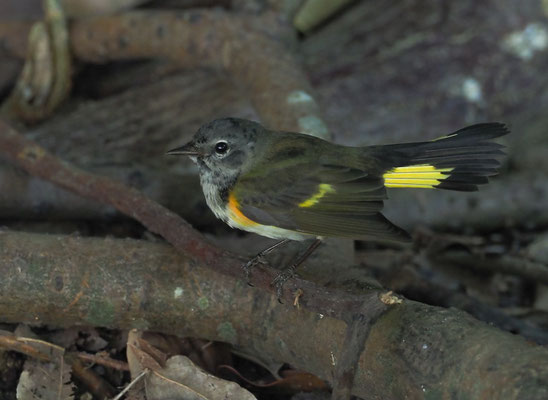 Setophaga ruticilla