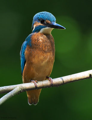EISVOGEL, COMMON KINGFISHER, ALCEDO ATTHIS