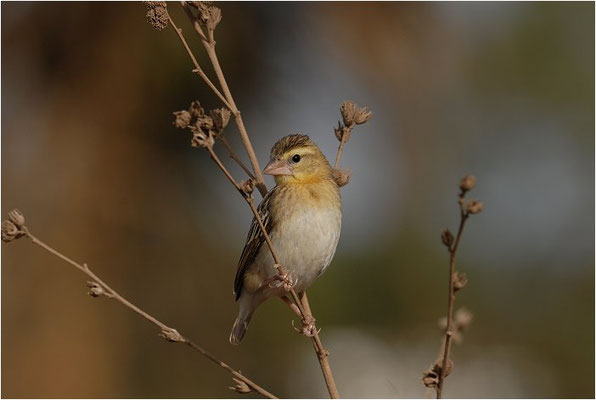 ORYXWEBER, NORTHERN RED BISHOP, EUPLECTES FRANCISCANUS