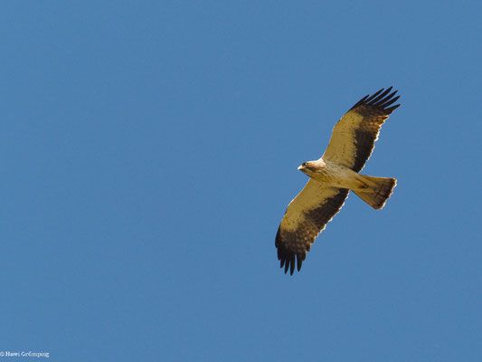 ZWERGADLER, BOOTED EAGLE, AQUILA PENNATA