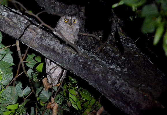 ZWERGOHREULE, SCOPS OWL, OTUS SCOPS
