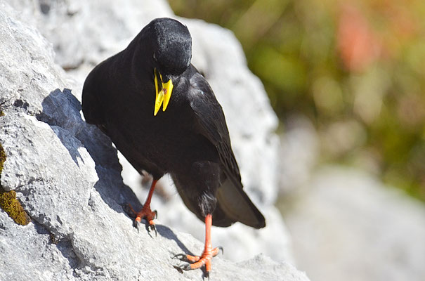 Alpendohle, alpine chough, pyrrhocorax graculus - schweiz