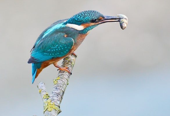 EISVOGEL, COMMON KINGFISHER, ALCEDO ATTHIS