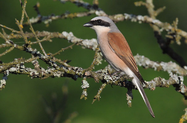 NEUNTÖTER, RED-BACKED SHRIKE, LANIUS COLLURIO