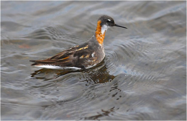 ODINSHÜHNCHEN, RED-NECKED PHALAROPE, PHALAROPUS LOBATUS