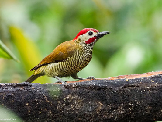 OLIVMANTELSPECHT, GOLDEN-OLIVE WOODPECKER -COLAPTES RUBIGINOSUS