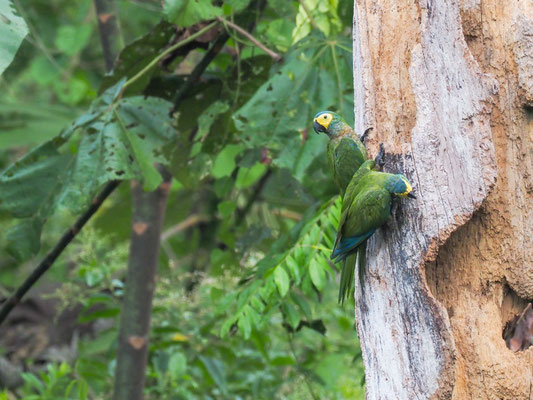 Rotbauchara, Red-bellied Macaw - Orthopsittaca manilatus