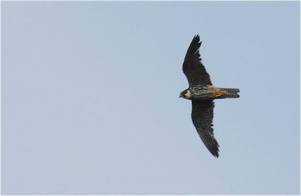 BAUMFALKE, HOBBY, FALCO SUBBUTEO