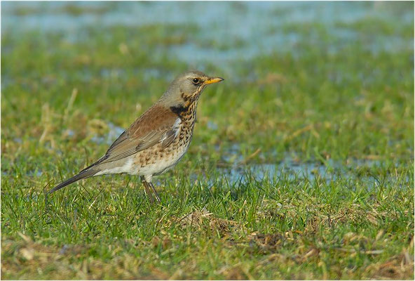 WACHOLDERDROSSEL, FIELDFARE, TURDUS PILARIS