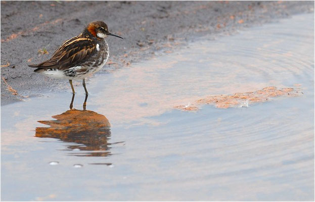 ODINSHÜHNCHEN, RED-NECKED PHALAROPE, PHALAROPUS LOBATUS