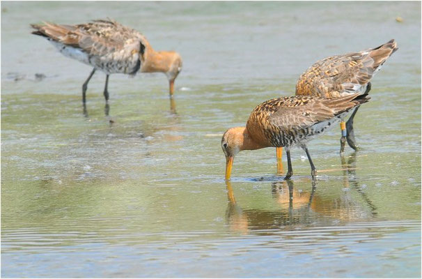 UFERSCHNEPFE, BLACK-TAILED GODWIT, LIMOSA LIMOSA