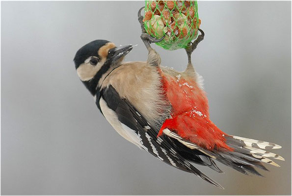 BUNTSPECHT, GREAT SPOTTED WOODPECKER, DENDROCOPOS MAJOR