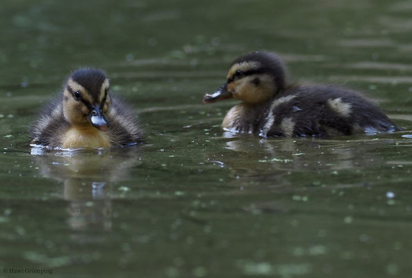 STOCKENTE, MALLARD, ANAS PLATYRHYNCHOS