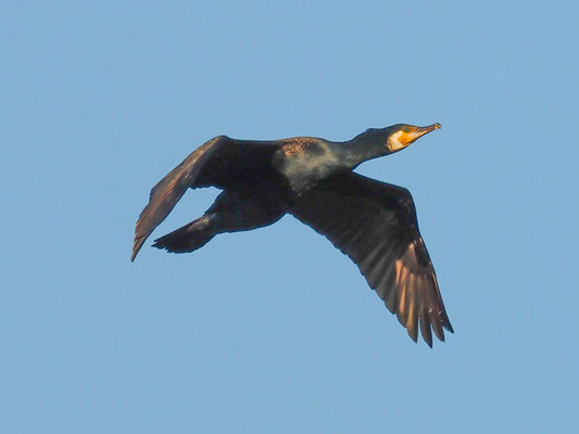 Kormoran