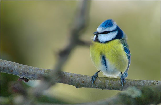 BLAUMEISE, BLUE TIT, CYANISTES CAERULEUS