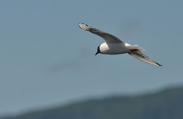 BONAPARTEMÖWE, BONAPARTE´S GULL, LARUS PHILADELPHIA