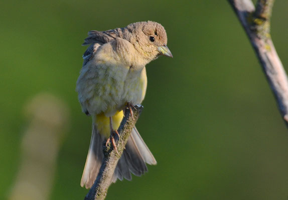 KAPPENAMMER, BLACK-HEADED BUNTING, EMBERIZA MELANOCEPHALA