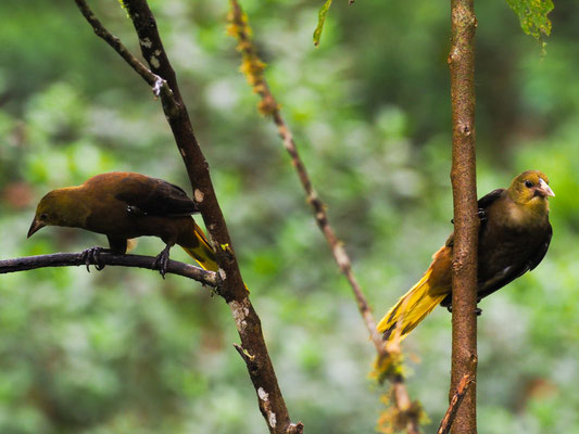 BREITHAUBEN-STIRNVOGEL, RUSSET-BACKED OROPENDOLA - PSAROCOLIUS ANGUSTIFRONS