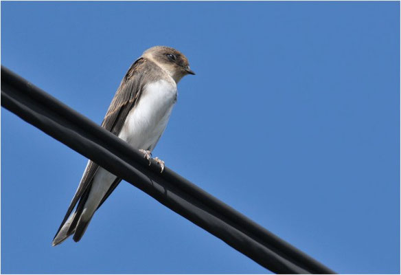 UFERSCHWALBE, SAND MARTIN, RIPARIA RIPARIA