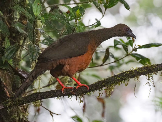 SICHELGUAN, SICKLE-WINGED GUAN - CHAMAEPETES GOUDOTII