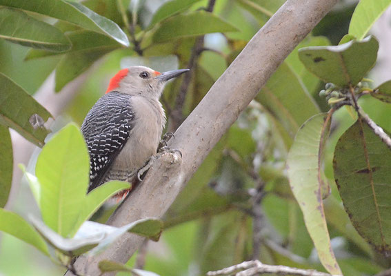 ROTKAPPENSPECHT, RED-CROWNED WOODPECKER, MELANERPES RUBRICAPILLUS