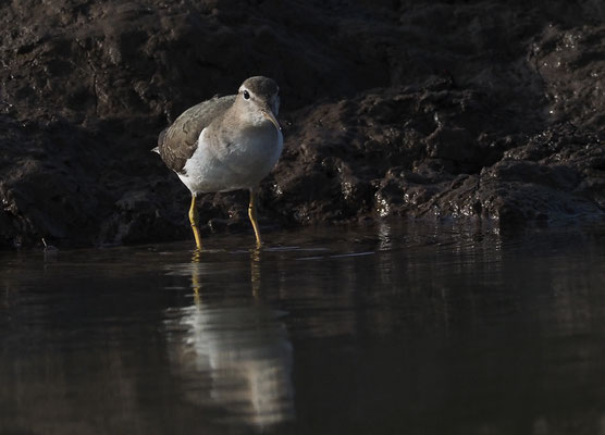 DROSSELUFERLÄUFER, SPOTTED SANDPIPER, ACTITIS MACULARIUS