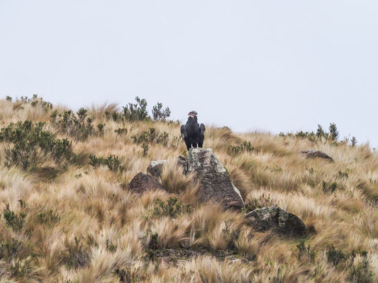 ANDENKONDOR, ANDEAN CONDOR - VULTUR GRYPHUS