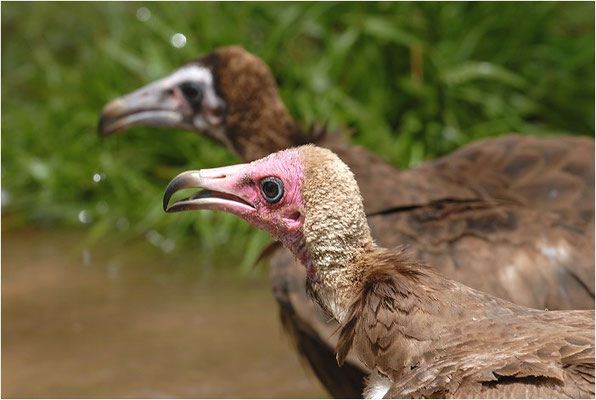 KAPPENGEIER, HOODED VULTURE, NECROSYRTES MONACHUS 