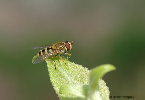 KLEINE SCHWEBFLIEGE, SYRPHUS VITRIPENNIS