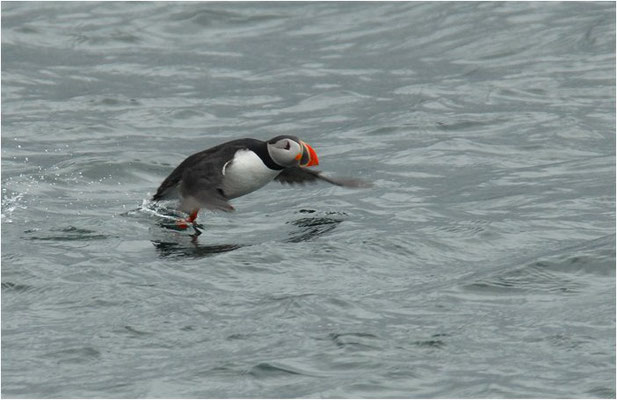 PAPAGEITAUCHER, ATLANTIC PUFFIN, FRATERCULA ARCTICA