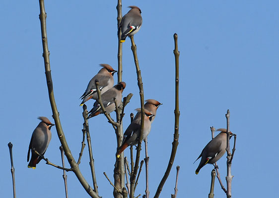 SEIDENSCHWANZ, WAXWING, BOMBYCILLA GARRULUS