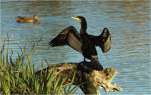 KORMORAN, GREAT CORMORANT, PHALACROCORAX CARBO