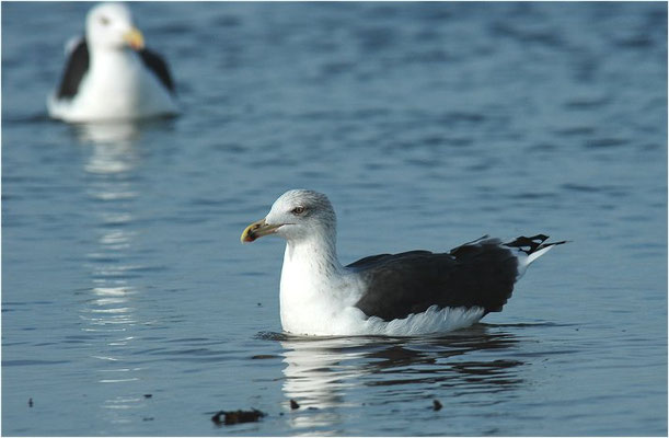 MANTELMÖWE, GREAT BLACK-BACKED GULL, LARUS MARINUS