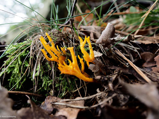 Klebriger Hörnling - Calocera viscosa