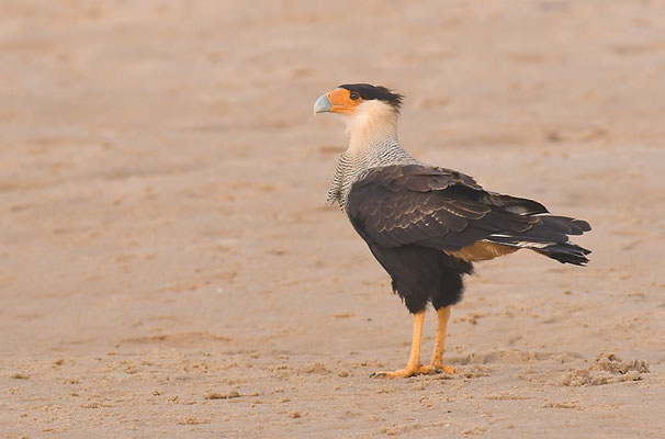 SCHOPFKARAKARA, SOUTHERN CARACARA, CARACARA PLANCUS