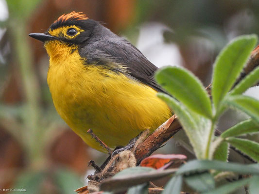 BRILLENWALDSÄNGER, SPECTACLED WHITESTART - MYIOBORUS  MELANOCEPHALUS