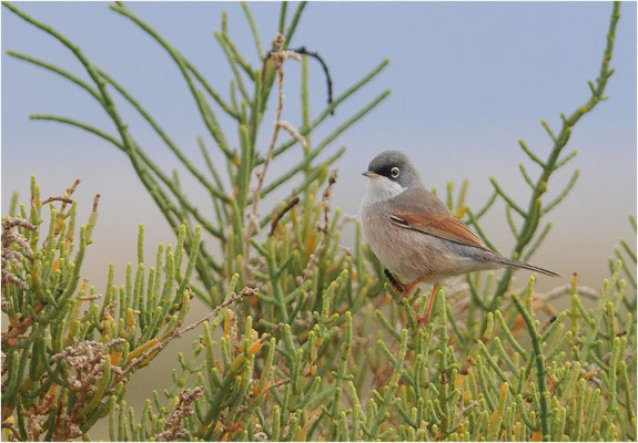 BRILLENGRASMÜCKE, SPECTACLED WARBLER, SYLVIA CONSPICILLATA