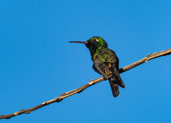 Kubasmaragdkolibri