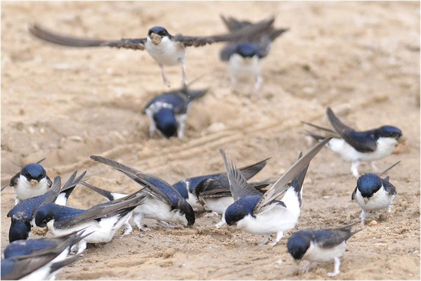 MEHLSCHWALBE, HOUSE MARTIN, DELICHON URBICUM