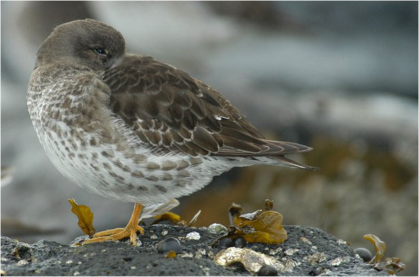 MEERSTRANDLÄUFER, PURPLE SANDPIPER, CALIDRIS MARITIMA