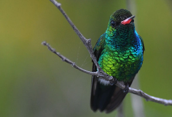 GOLDBAUCHSMARAGDKOLIBRI, GLITTERING-BELLIED EMERALD, CHLORSTILBON LUCIDUS