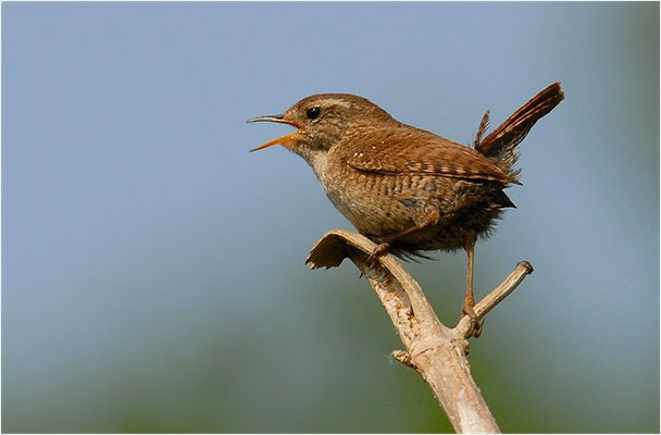 ZAUNKÖNIG, WREN, TROGLODYTES TROGLODYTES