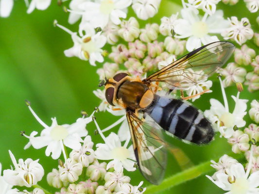 LEUCOZONA GLAUCIA, BLAUE BREITBANDSCHWEBFLIEGE