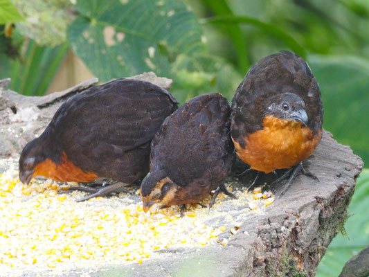 Schwarzrückenwachtel (Schwarzrücken-Waldwachtel), Dark-backed Wood-Quail - Odontophorus melanonotus