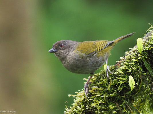 GRAUBRUST-BUSCHTANGARE, DUSKY BUSH TANAGER - CHLOROSPINGUS SEMIFUSCUS