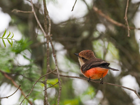 RUBINTYRANN, VERMILLION FLYCATCHER - PYROCEPHALUS RUBINUS