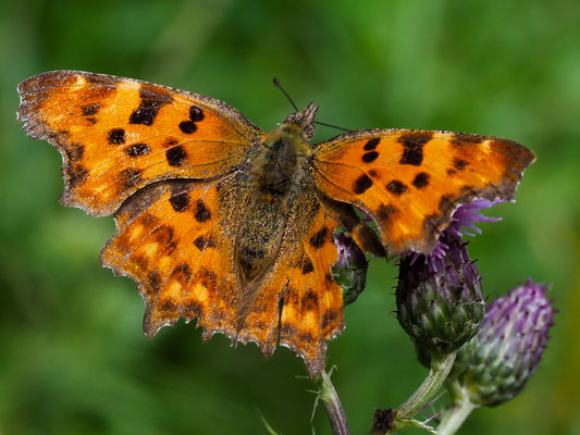 C-Falter - Polygonia c-album