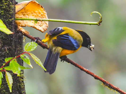 SCHWARZKINN-BERGTANGARE, BLACK-CHINNED MOUNTAIN-TANAGER - ANISOGNATHUS NOTABILIS